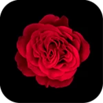 Logo of Red Rose Theme +HOME android Application 